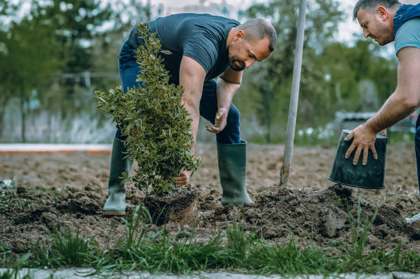 Reliable Violet, LA Tree Services Solutions