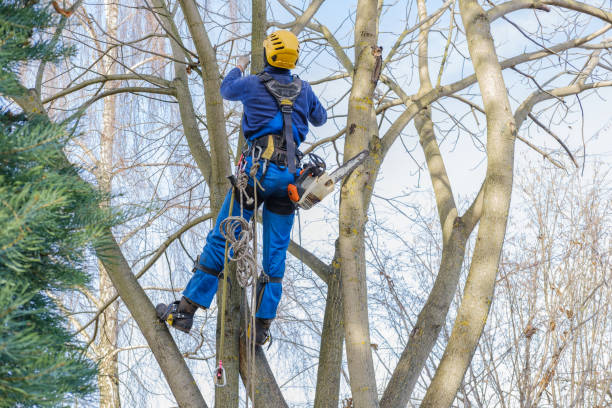 Best Hedge Trimming  in Violet, LA